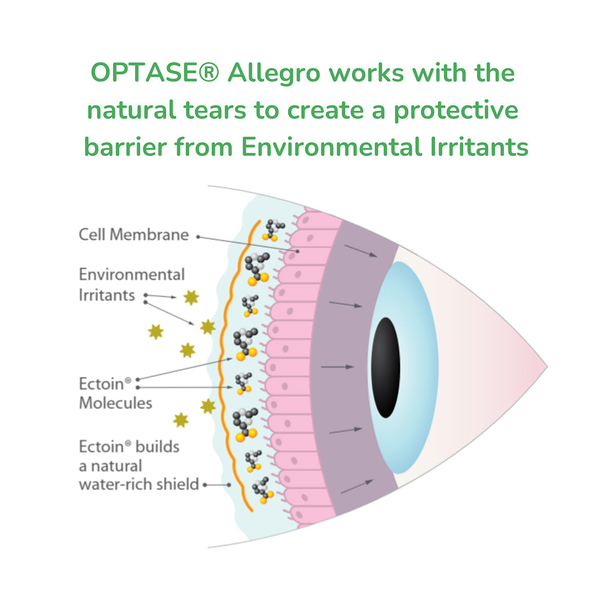 Optase Allegro Allergy Relief Eye Drops – Soothing Hydration for Allergy-Related Dry Eyes (10ml)